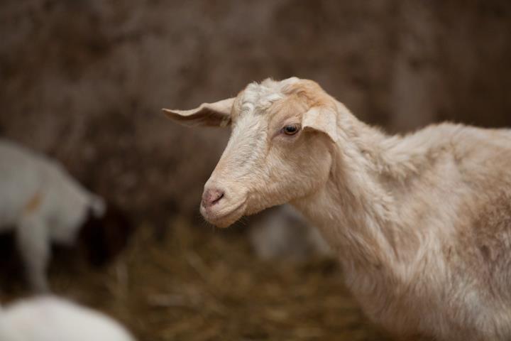 Lane Ends Pygmy Goats - Boer Goat